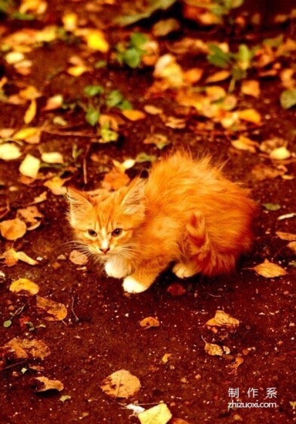 Enjoy autumn with cats and taste autumn