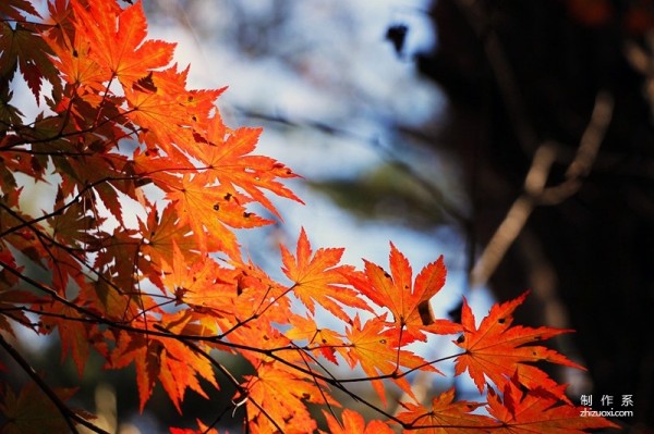 Aesthetic pictures of fallen leaves with strong autumn charm