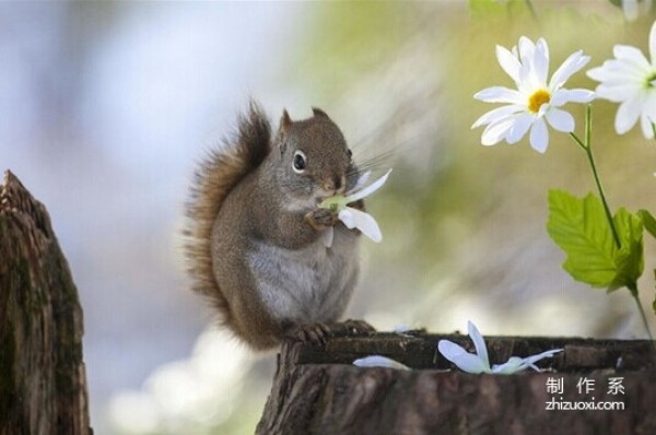 Squirrel and Bird