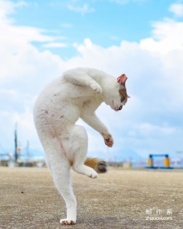 Ninja cats in the lens of Japanese photographer Hisakata Hiroyuki