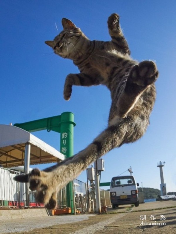 Ninja cats in the lens of Japanese photographer Hisakata Hiroyuki