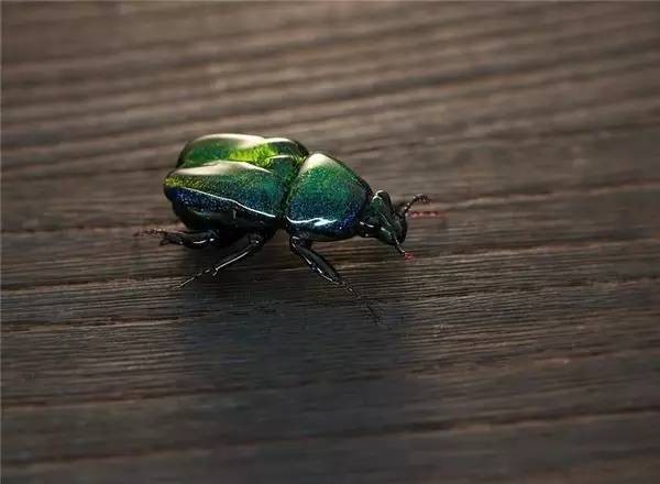 Glass Insect Art Made to Nearly One-to-One Scale