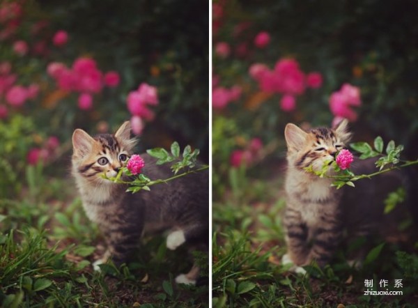 Capture the moment of healing. Cute photos of animals sniffing flowers.