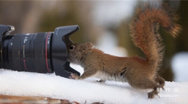 Squirrel and Bird