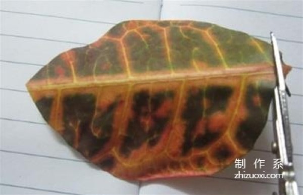 Use leaves to make turtle specimens, use leaves to make small turtle graphics, leaf collage crafts