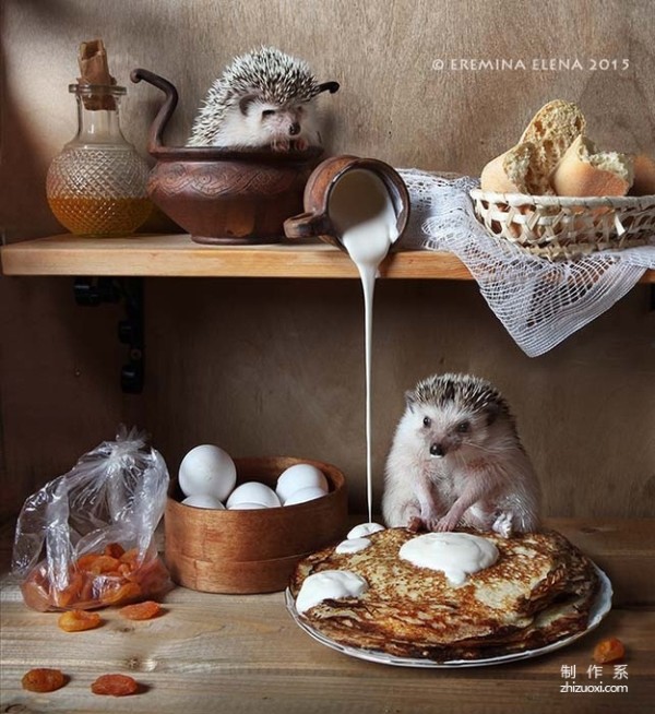 The Photographer’s Cute Best Friend: The Daily Life of the Cute Little Hedgehog