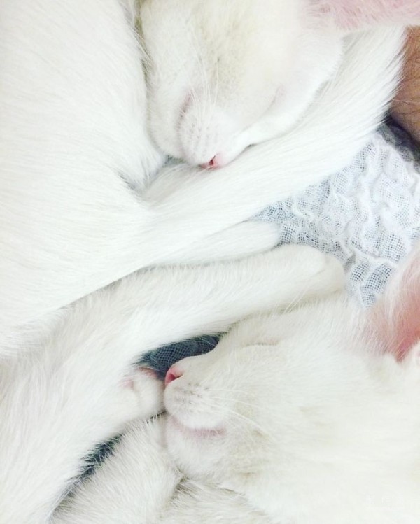 Twin cats with heterochromatic eyes capture everyone’s hearts with their elegant appearance