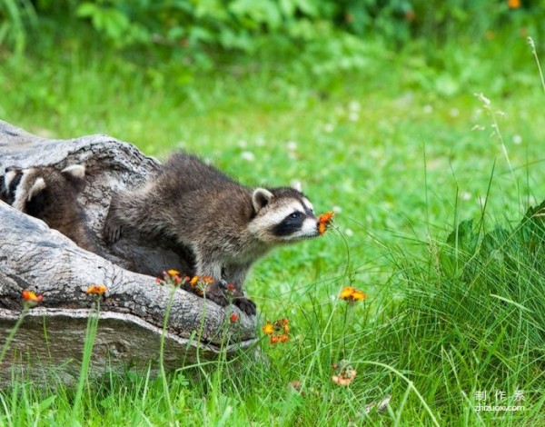 Capture the moment of healing. Cute photos of animals sniffing flowers.