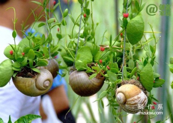 Mini Snail Flower Pot