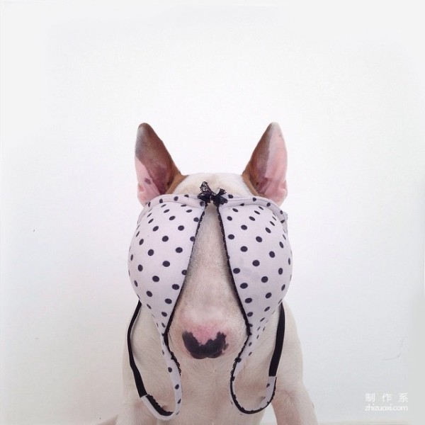 Bull Terrier: The leader of the silly and cute world