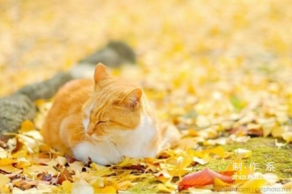 Enjoy autumn with cats and taste autumn