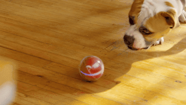 Pebby smart pet plays ball (can be remotely controlled by mobile phone)