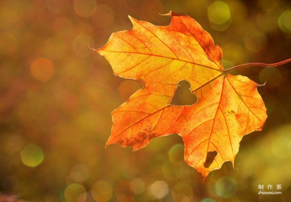 Aesthetic pictures of fallen leaves with strong autumn charm