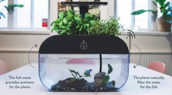 Self-sufficient ecological fish tank EcoGarden