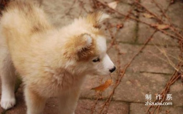 Golden Retriever and Husky Mix