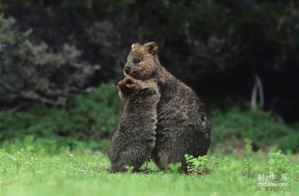 The happiest animal---quokka