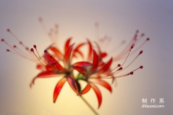 Exquisite dreamy flower hairpin