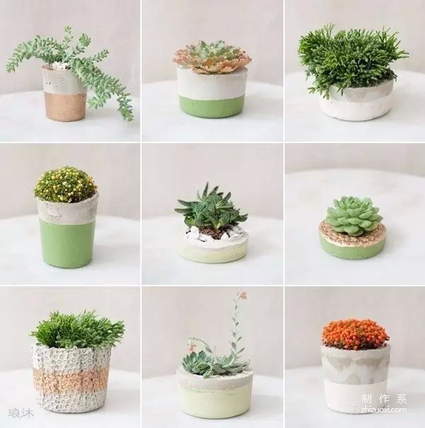 Succulents can also be grown like this...