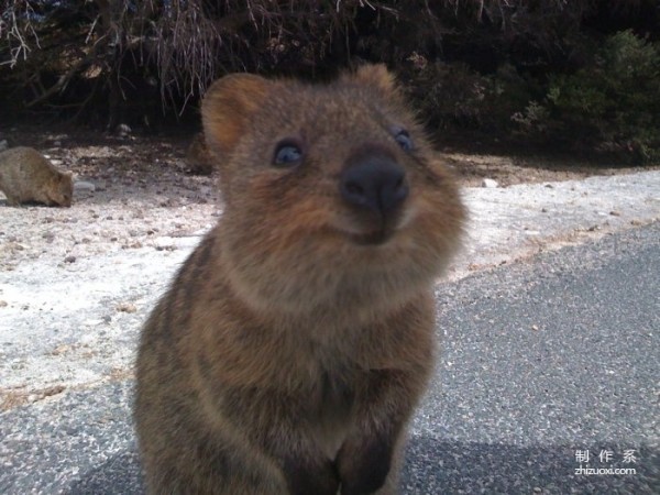 The happiest animal---quokka