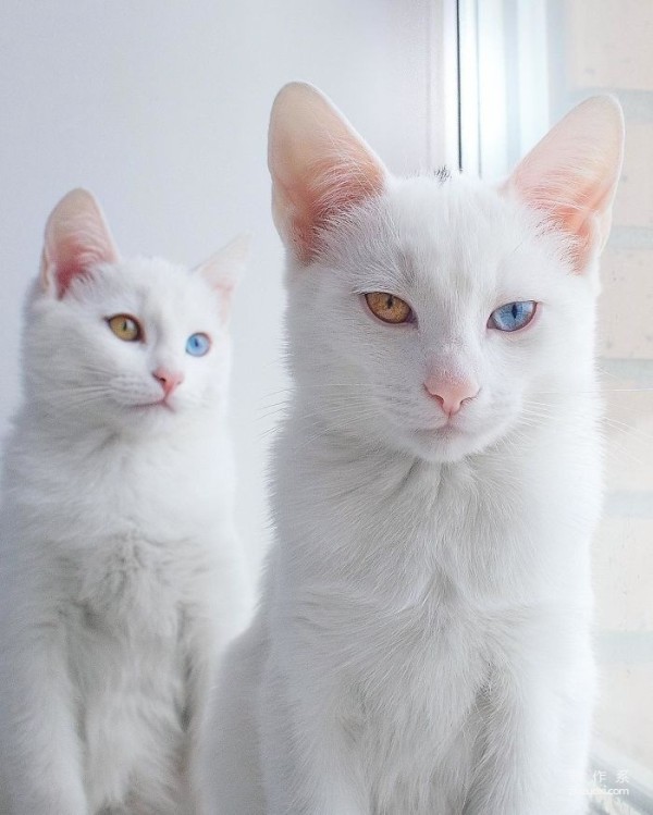 Twin cats with heterochromatic eyes capture everyone’s hearts with their elegant appearance