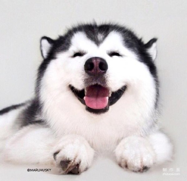 Nine consecutive shots of MARU the husky’s magical smile