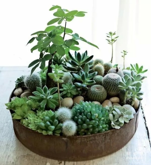 Succulents can also be grown like this...