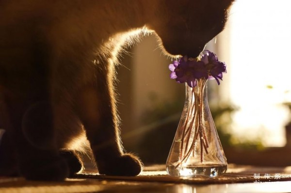 Capture the moment of healing. Cute photos of animals sniffing flowers.