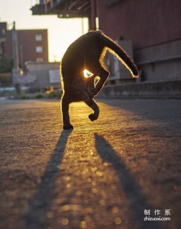 Ninja cats in the lens of Japanese photographer Hisakata Hiroyuki