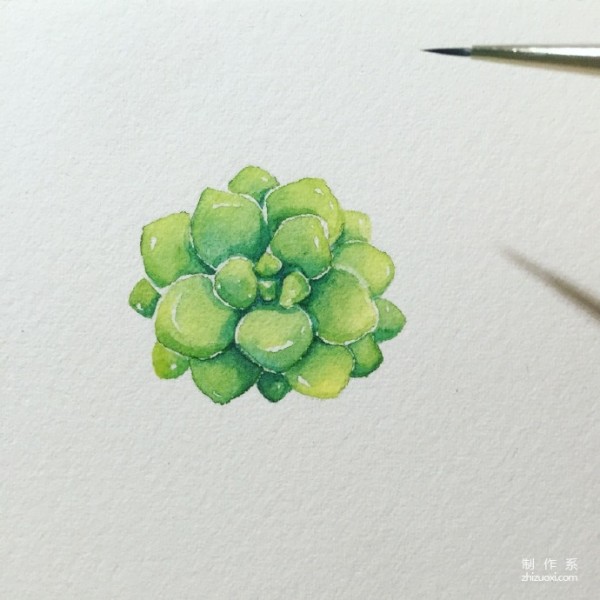 Teach you how to draw succulents in ten minutes watercolor tutorial is here~