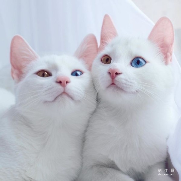 Twin cats with heterochromatic eyes capture everyone’s hearts with their elegant appearance