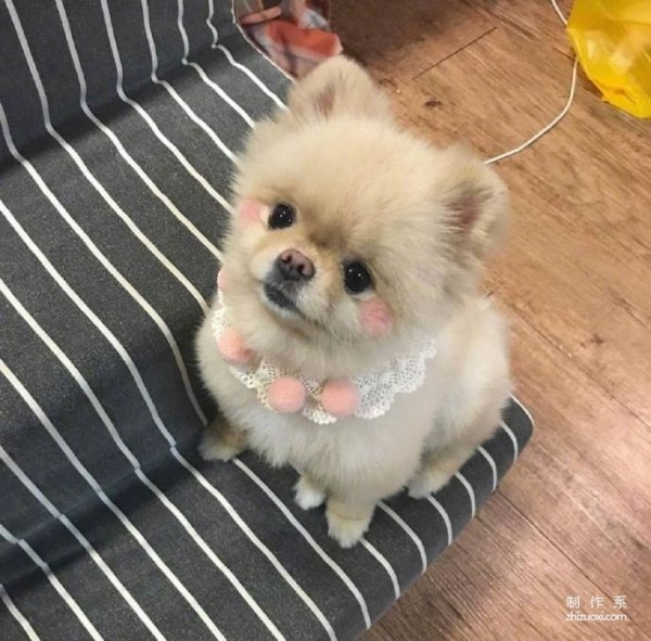 The Pomeranian with its own blush is so cute.