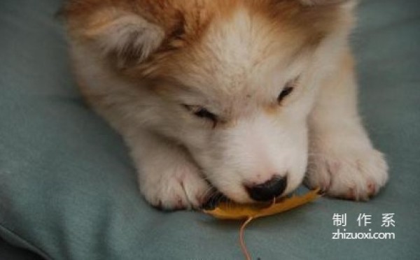 Golden Retriever and Husky Mix