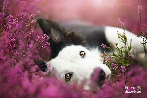 Little angel in the flowers super beautiful dog photo