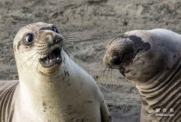 Every picture is a play! A collection of hilarious photos of wild animals