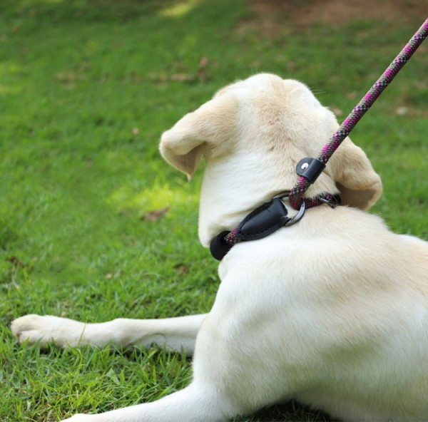 Make your own harness for your dog