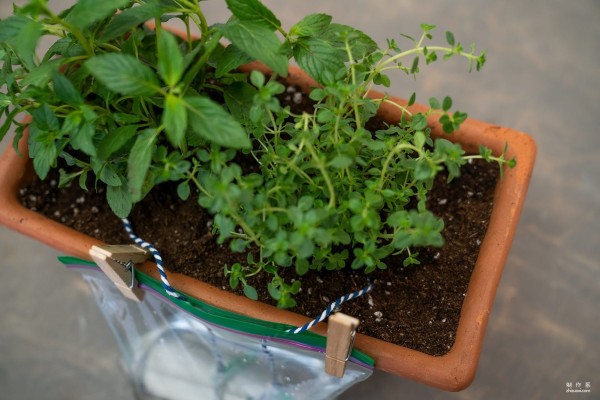 Lets use the siphon principle to make an automatic flower waterer! Small science experiment on automatic flower watering device based on water siphon principle