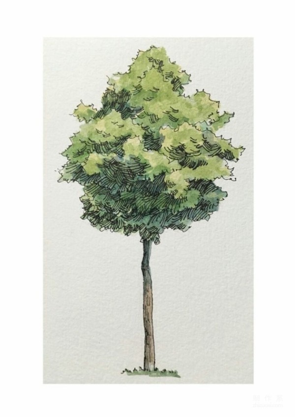 Watercolor painting of various trees