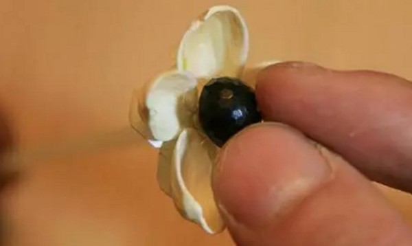 Make beautiful little flowers from pistachios (DIY crafts using waste)