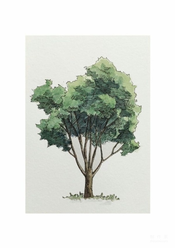 Watercolor painting of various trees