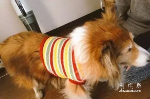 The owner bought a piece of clothing for his dog, thinking it would look cool in it, but he ended up laughing...