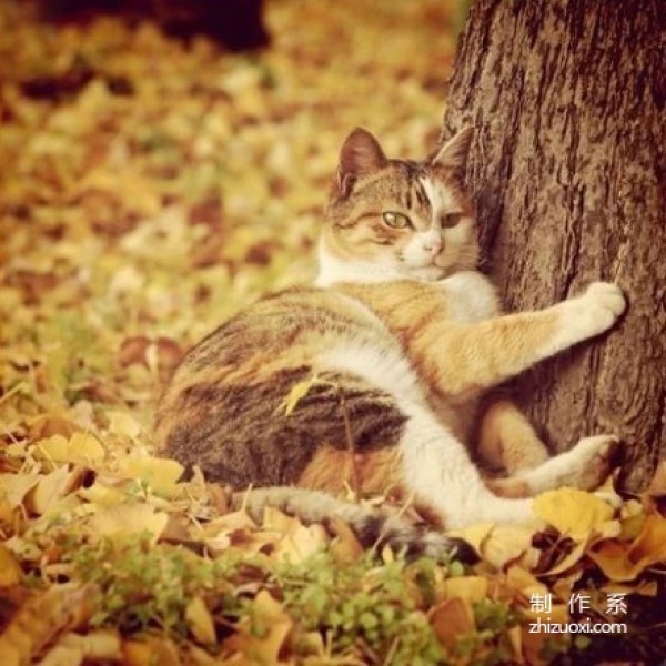 Enjoy autumn with cats and taste autumn