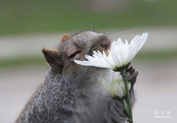 Capture the moment of healing. Cute photos of animals sniffing flowers.