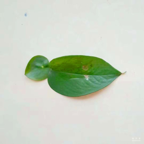 Step-by-step method of hand-painting cartoon bird on leaves