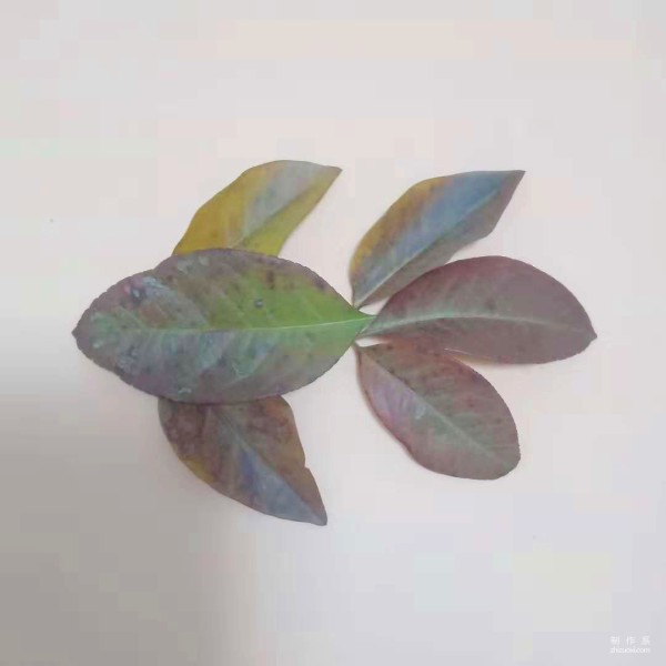 Tutorial on the manual collage method of leaf sticker goldfish