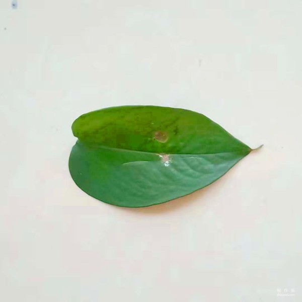 Step-by-step method of hand-painting cartoon bird on leaves